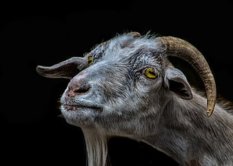Dramatic Portrait of a Gray Goat with Curved Horns