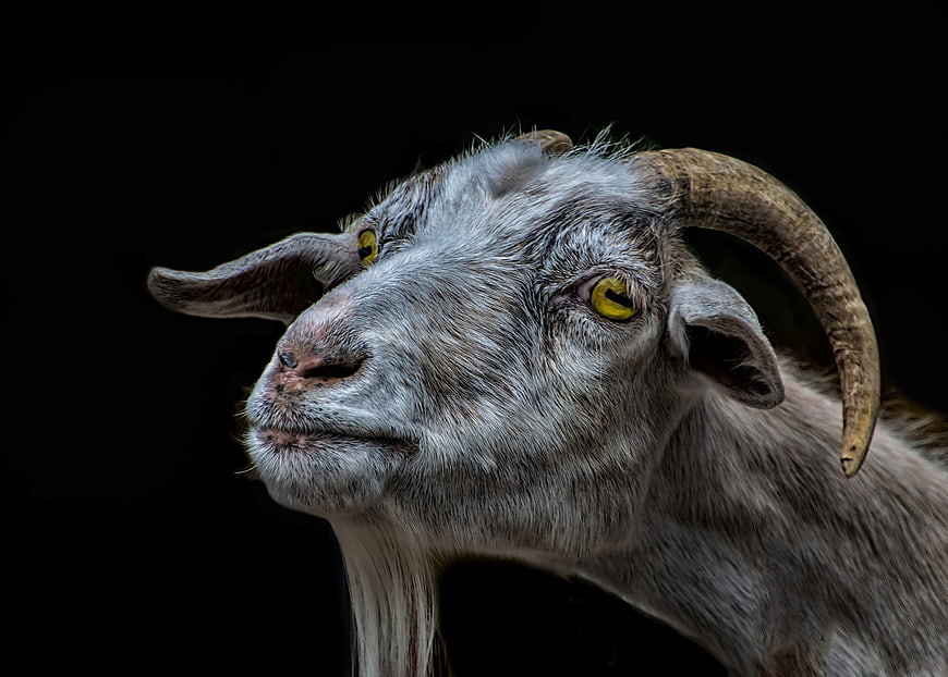 Dramatic Portrait of a Gray Goat with Curved Horns