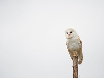 Barn Owl Perched On Branch Against White Background