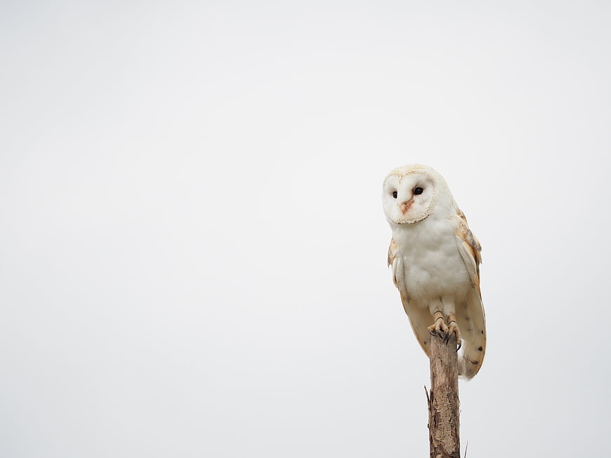 Barn Owl Perched On Branch Against White Background