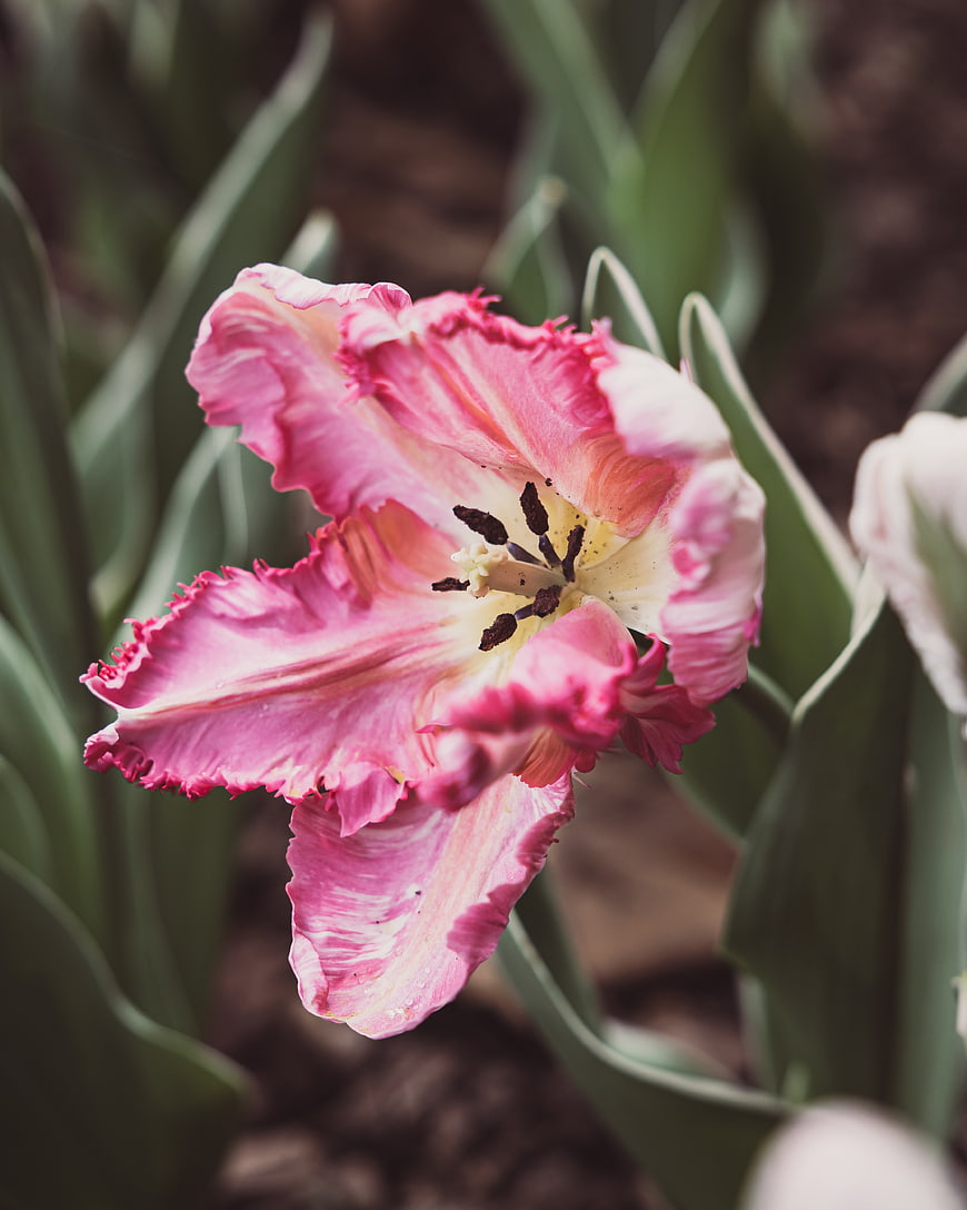Close-up of a pink and white fringed tulip in a garden