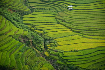 Aerial view of lush green rice terraces with farmers working