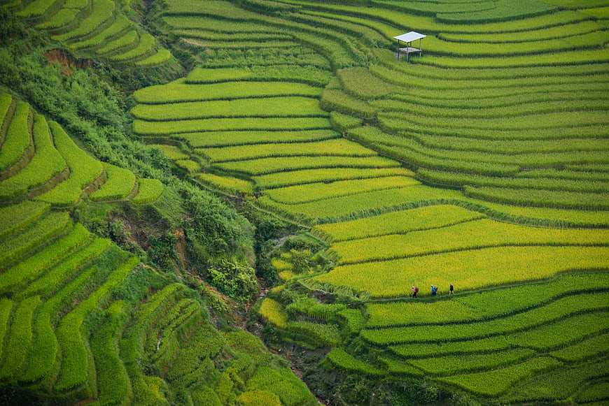 Aerial view of lush green rice terraces with farmers working
