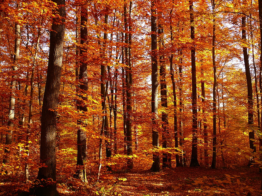 Vibrant Autumn Forest Landscape With Golden Orange Foliage