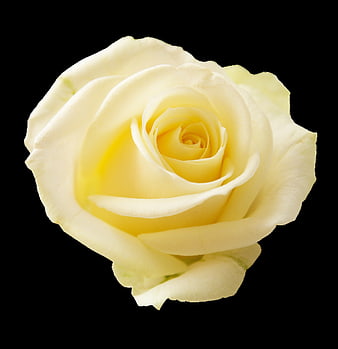 White Rose Isolated on Black Background