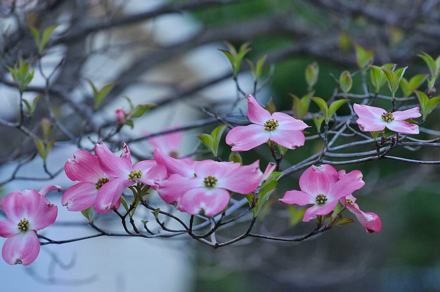 Pink Dogwood Blossoms on Branches in Spring
