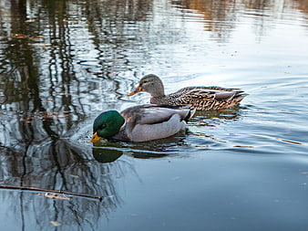 Male and Female Mallard Ducks Swimming in Pond