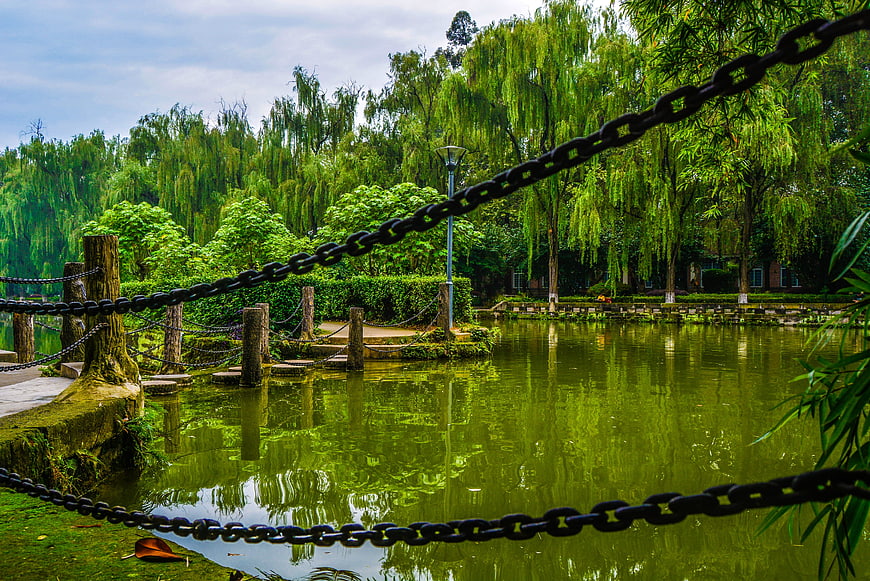 Serene park lake with weeping willows and chain railing