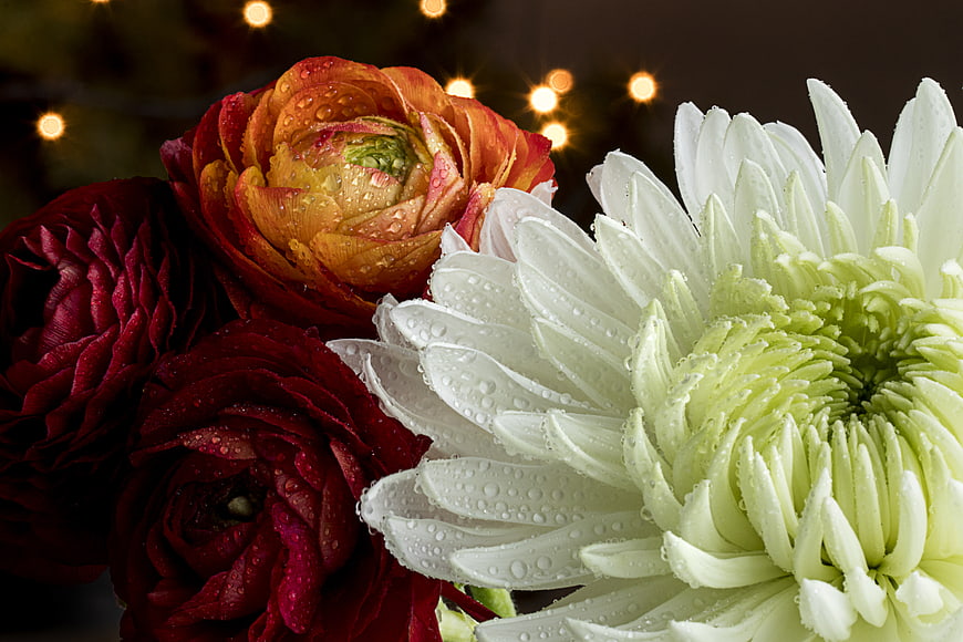 Close-up of red and white flowers with water droplets and bokeh