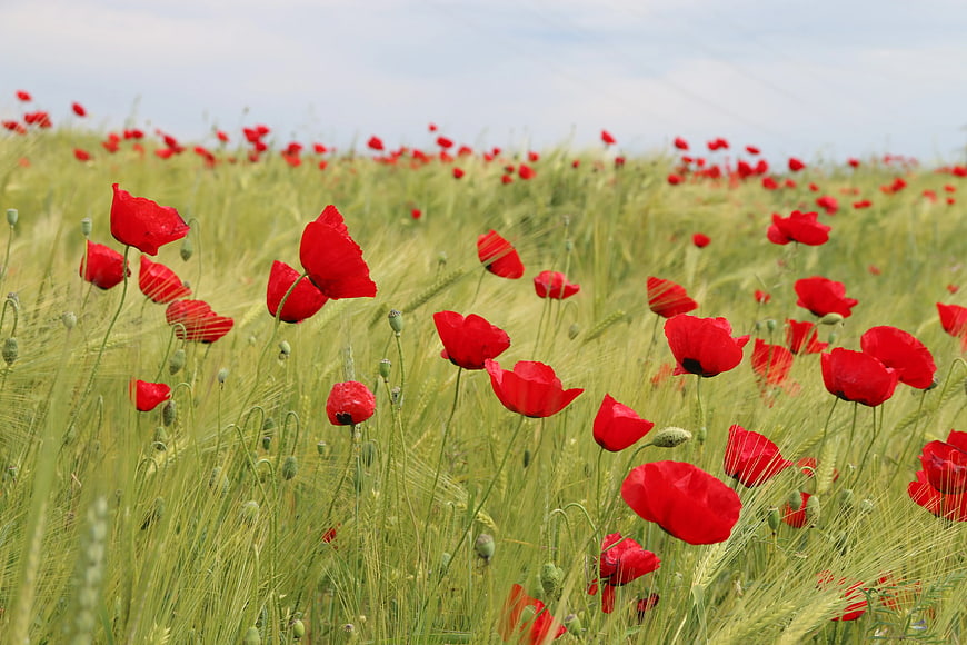 Vibrant Red Poppies Blooming in Green Wheat Field