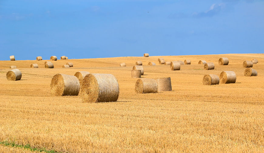 Golden Hay Bales in Harvested Field Under Blue Sky