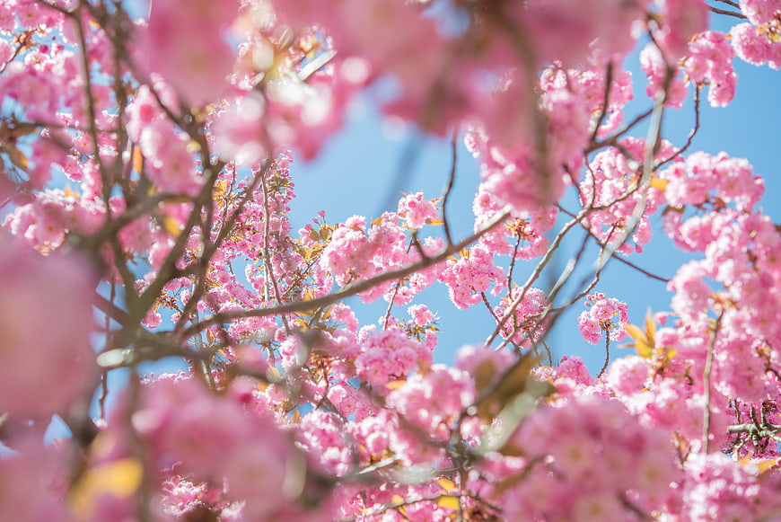 Pink cherry blossoms against a clear blue sky