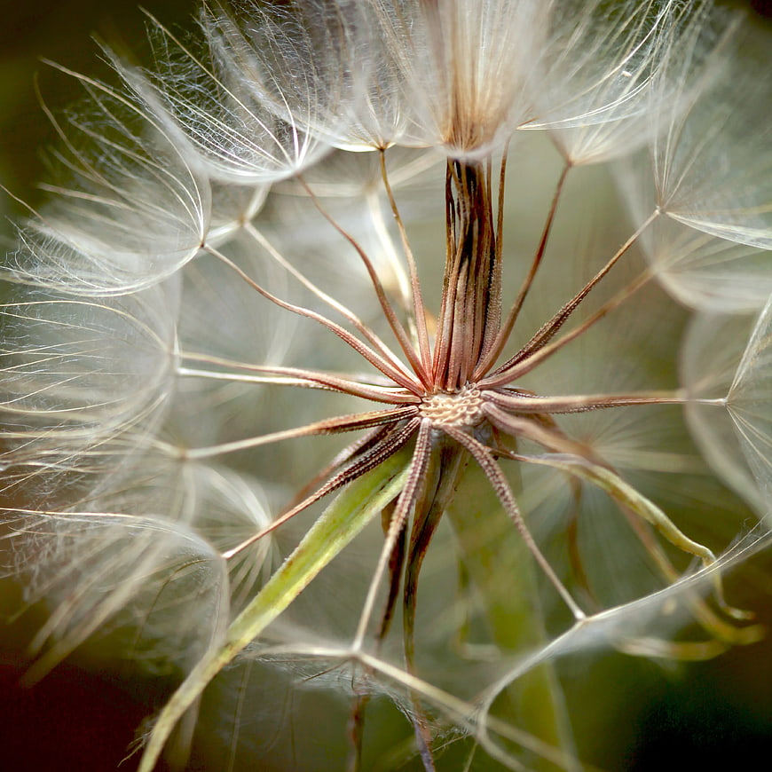 Macro Close-Up of White Dandelion Seed Head