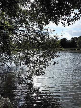 Serene Lake View Through Overhanging Tree Branches