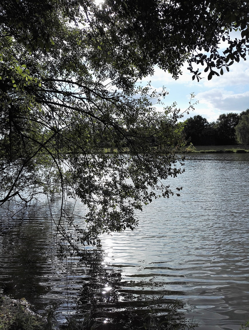 Serene Lake View Through Overhanging Tree Branches