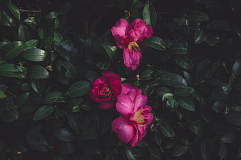 Dark moody pink camellia flowers on green leaves