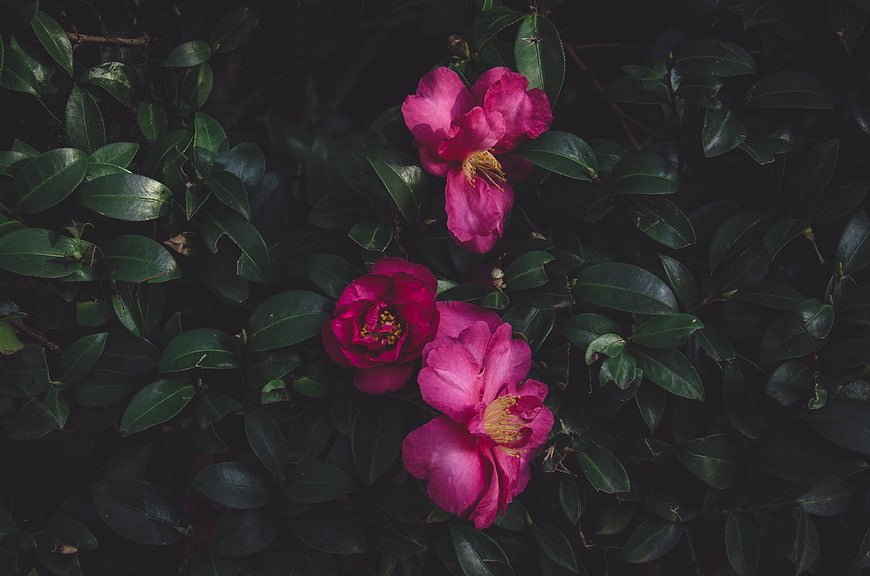 Dark moody pink camellia flowers on green leaves