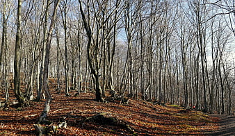 Sunny Winter Forest Path with Bare Trees and Fallen Leaves