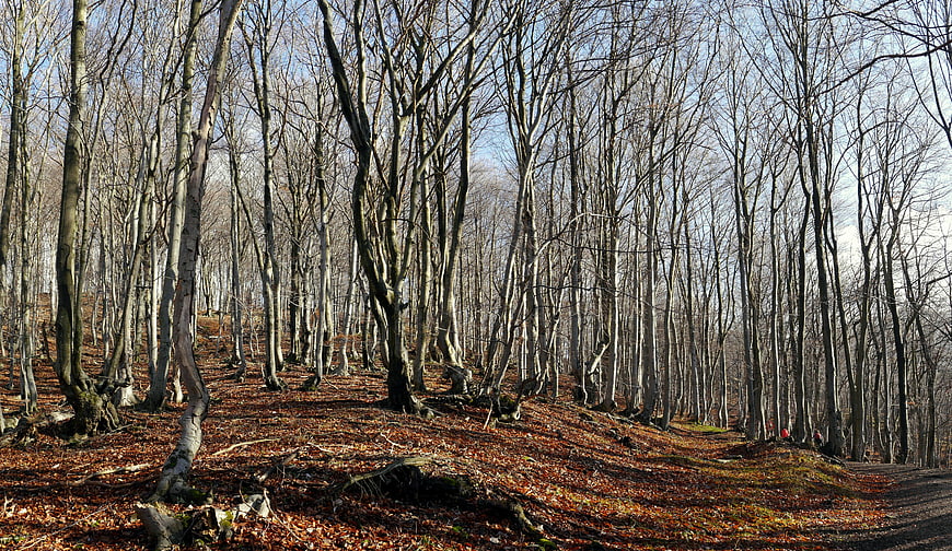 Sunny Winter Forest Path with Bare Trees and Fallen Leaves