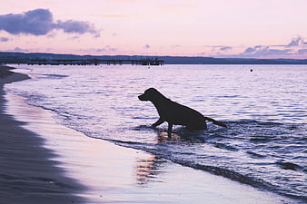 Silhouette of a Dog Running in Ocean Waves at Sunset