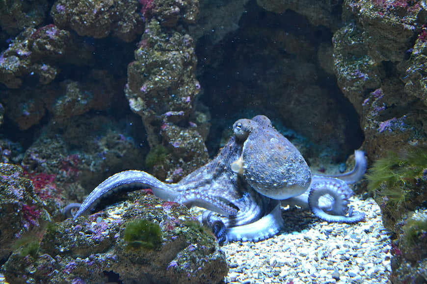 Octopus in rocky underwater aquarium habitat