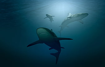 Three sharks swimming underwater with sun rays