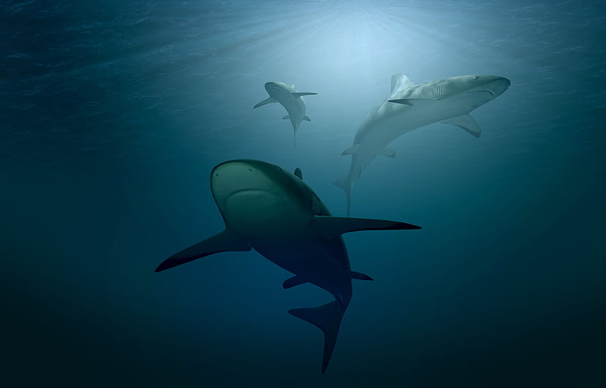 Three sharks swimming underwater with sun rays