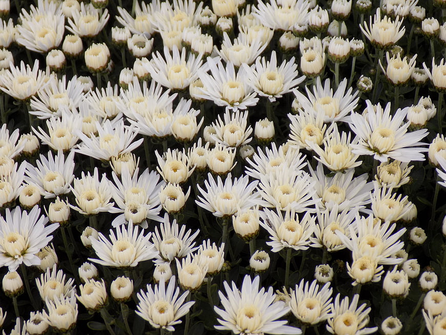 Dense Field of White Chrysanthemums in Bloom
