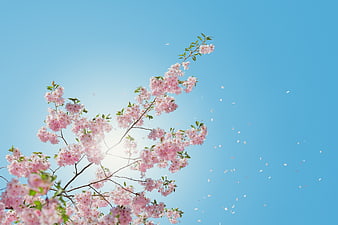Pink Cherry Blossoms Against Blue Sky with Falling Petals
