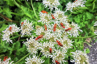 Red Soldier Beetles Mating On White Wildflowers In Summer Garden
