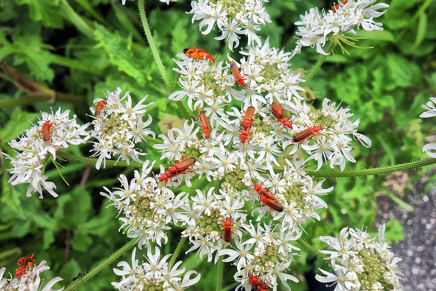 Red Soldier Beetles Mating On White Wildflowers In Summer Garden