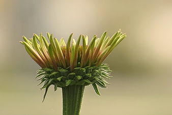 Close-up of a green flower bud against a blurred background