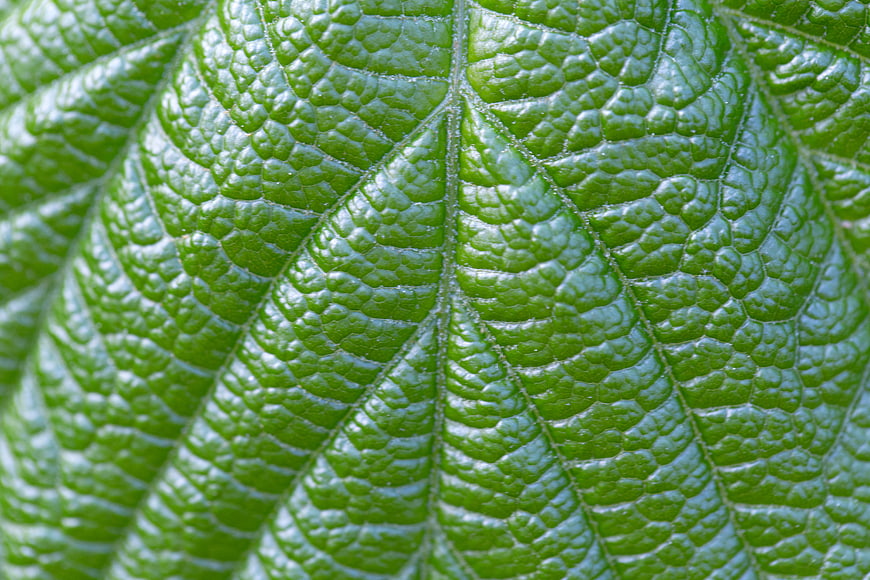 Macro Close-Up of Green Leaf Texture and Veins