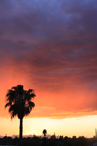 Silhouette of Palm Tree Against Vibrant Sunset Sky