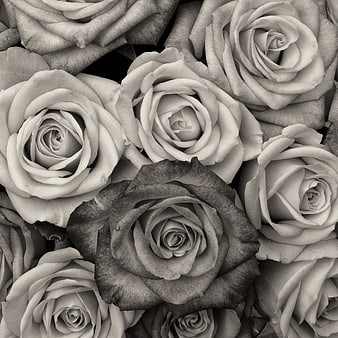 Black and White Rose Pattern Background