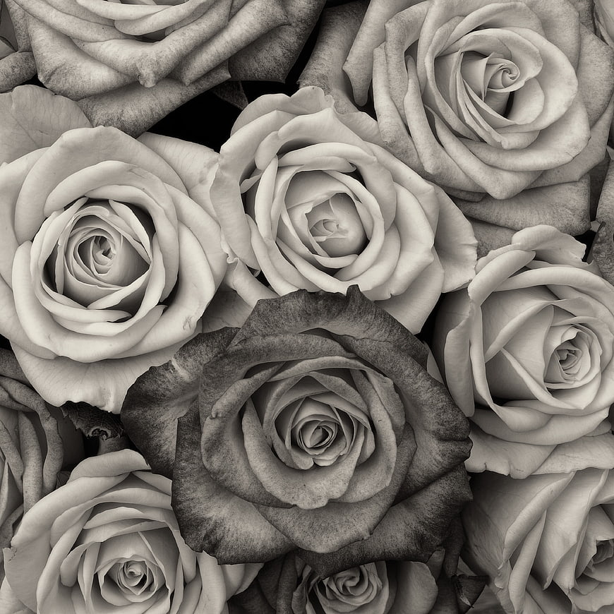 Black and White Rose Pattern Background