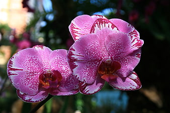 Close-up of Pink and White Speckled Phalaenopsis Orchids