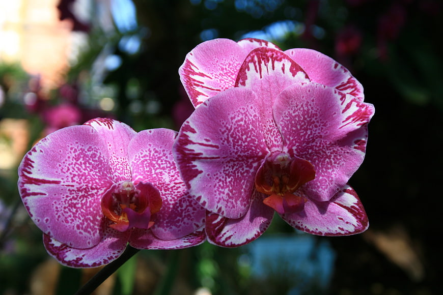 Close-up of Pink and White Speckled Phalaenopsis Orchids