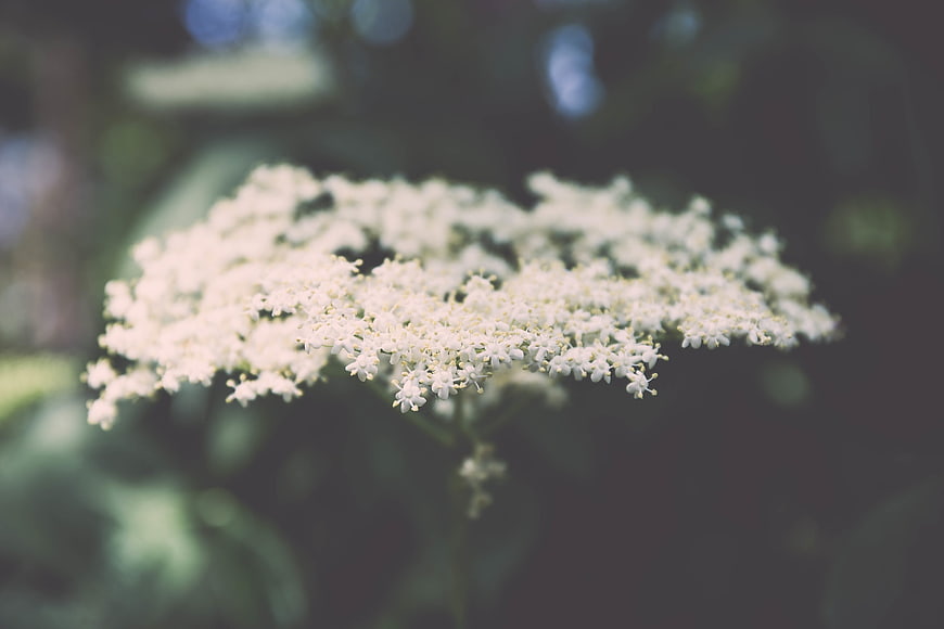 Close-up of white elderflower cluster on blurred green background