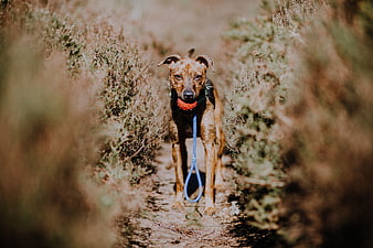 Brindle dog on a leash walking through a dry path