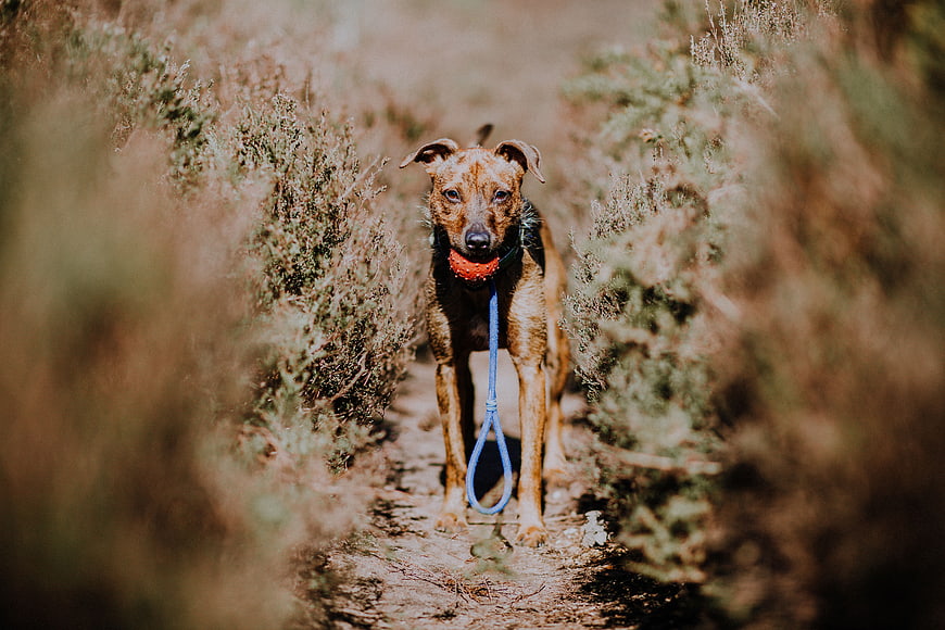 Brindle dog on a leash walking through a dry path
