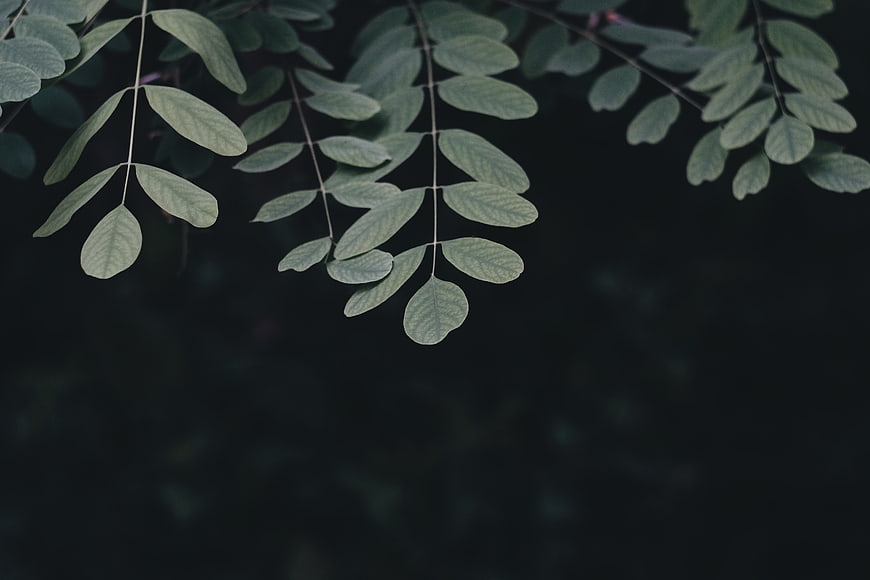 Green Leaves Hanging Against Dark Background