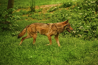 Wild Wolf Walking in Green Forest Grass