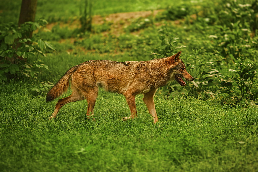 Wild Wolf Walking in Green Forest Grass