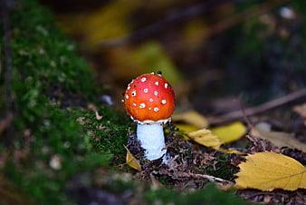 Red Fly Agaric Mushroom Growing On Mossy Forest Floor