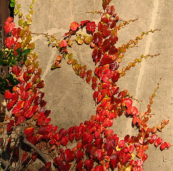 Red autumn ivy leaves climbing a textured beige wall