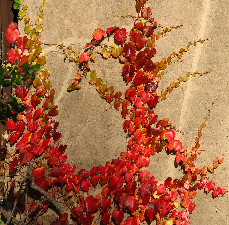 Red autumn ivy leaves climbing a textured beige wall