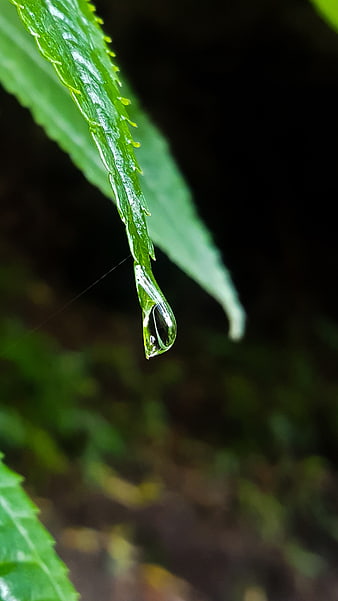 Macro shot of water droplet on green leaf tip