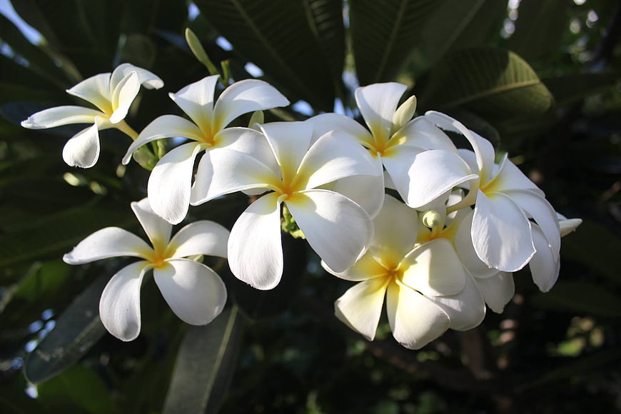 White and Yellow Frangipani Flowers in Sunlight