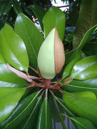 Close-up of a Magnolia Bud Surrounded by Glossy Green Leaves